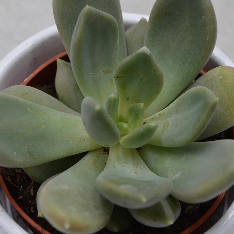 x Pachyveria Alabaster Gem - 8,5cm