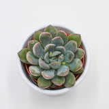 x Pachyveria Aurora - 6cm
