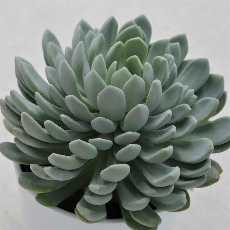 x Pachyveria scheideckeri - 12cm