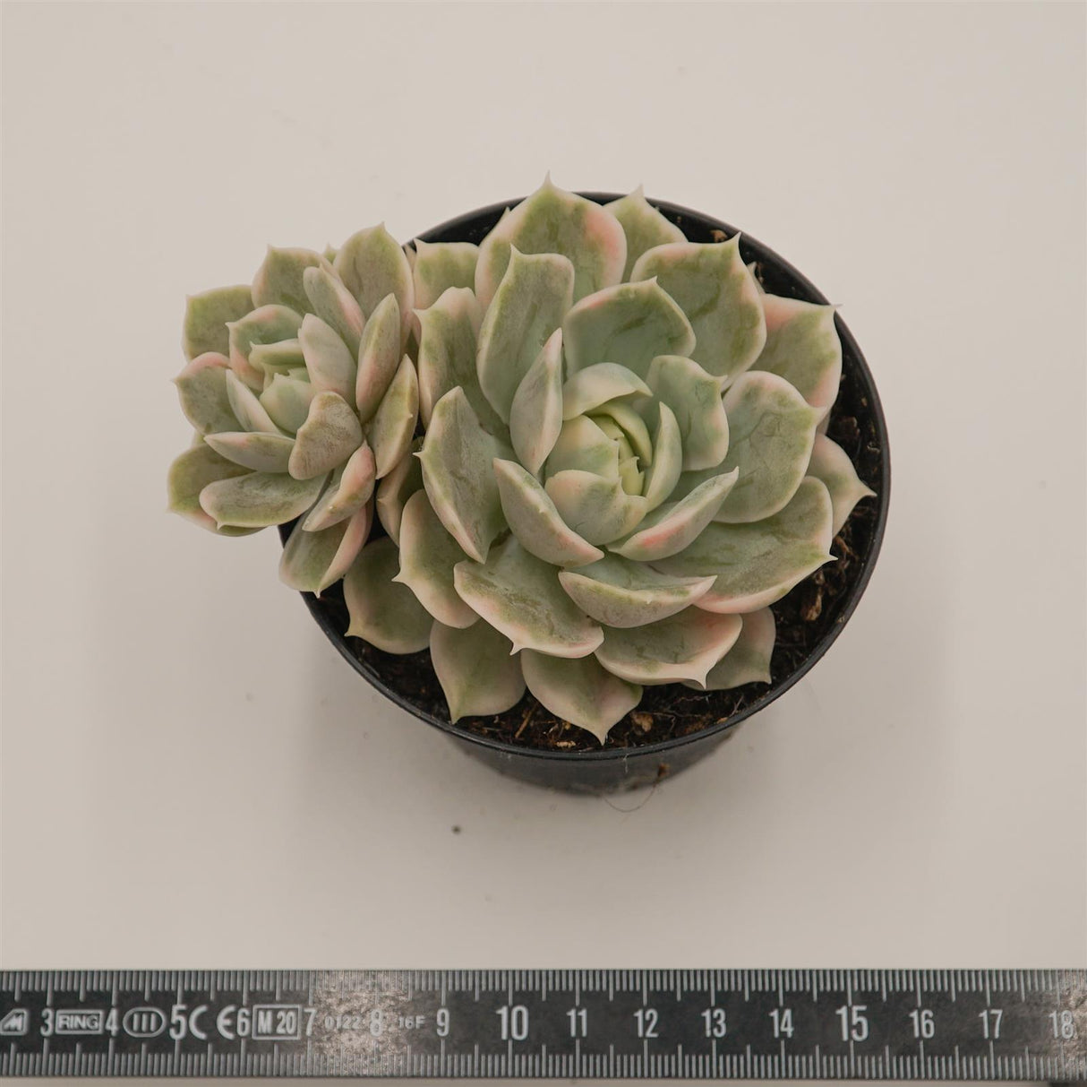 Echeveria Onslow f. variegata