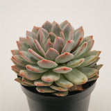 Echeveria Ariel