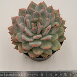 Echeveria Ariel