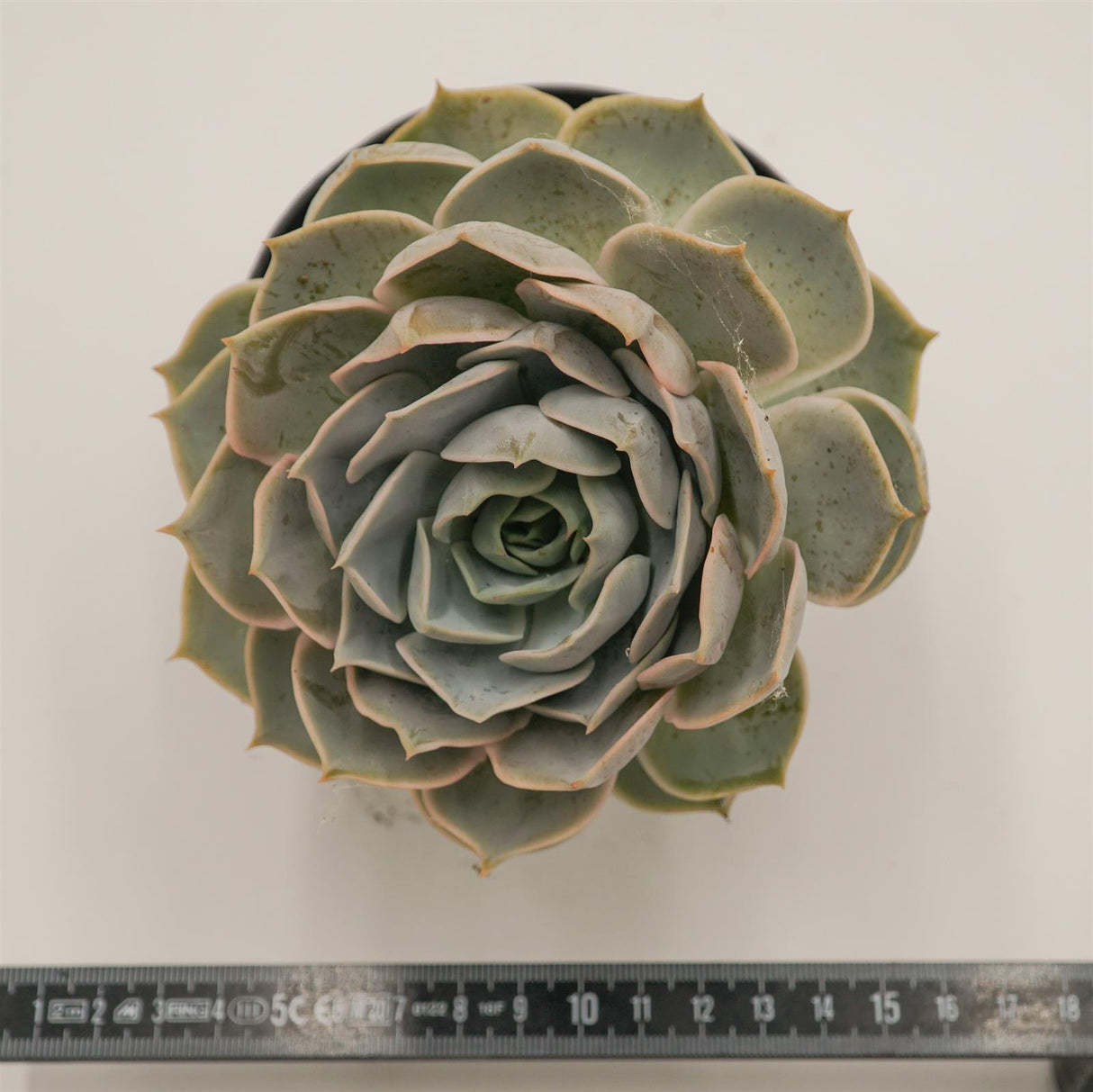 Echeveria Lotus
