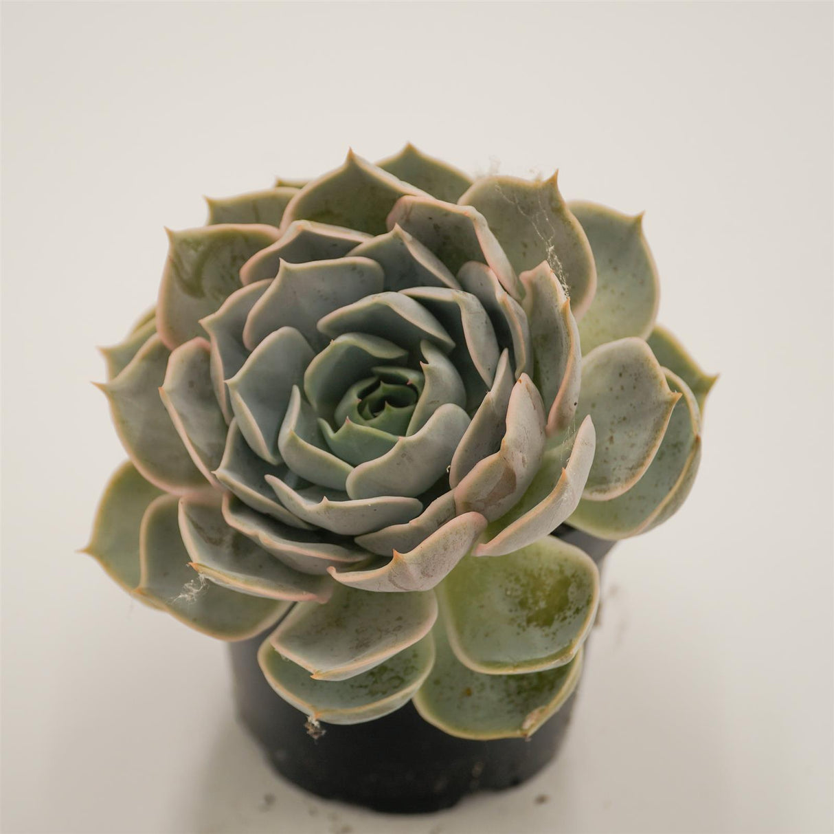 Echeveria Lotus