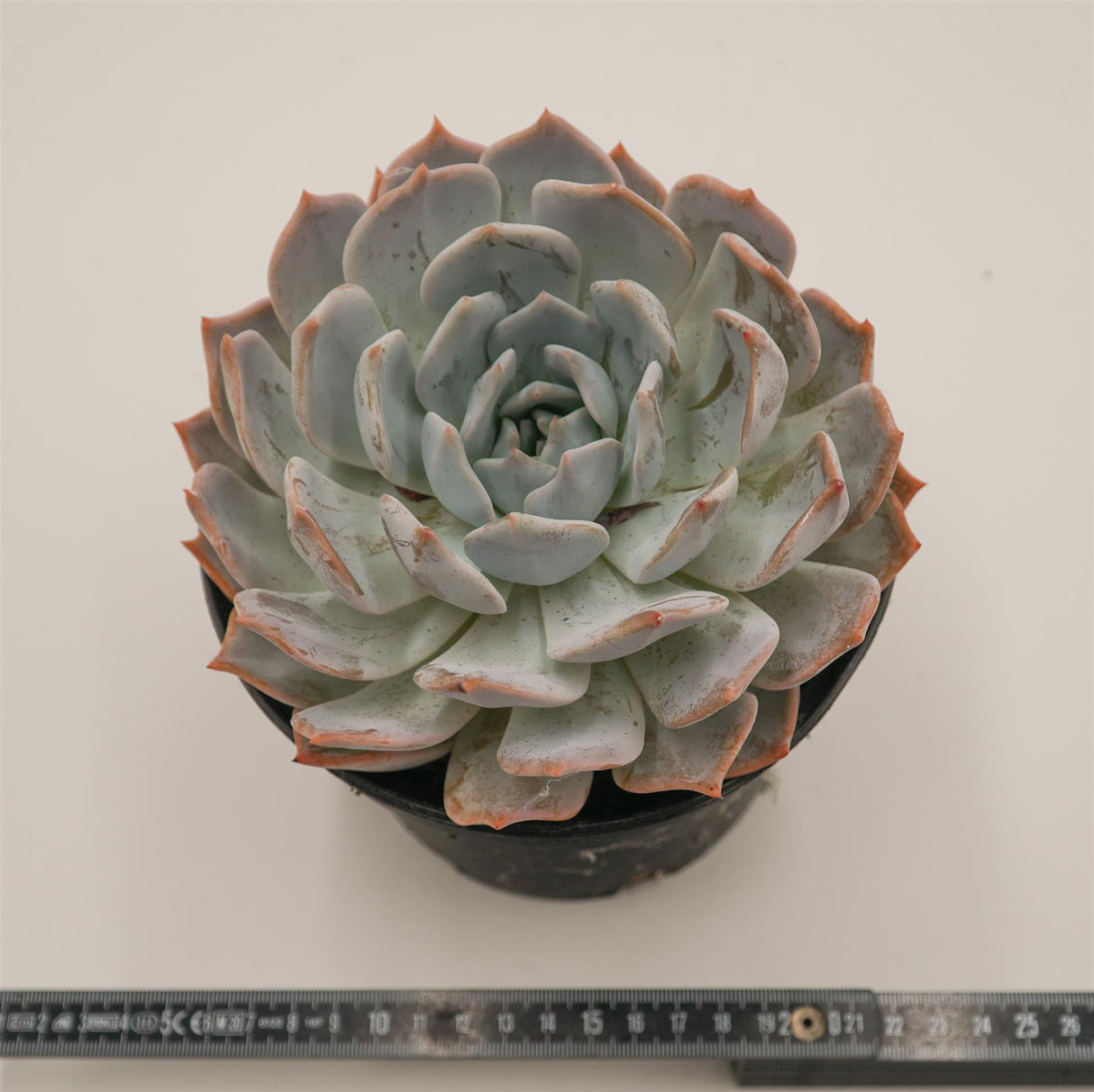 Delosperma lehmannii f variegata