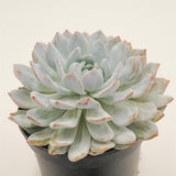 Echeveria Laurince x laui XL