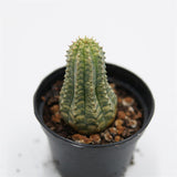 Euphorbia obesa f. variegata