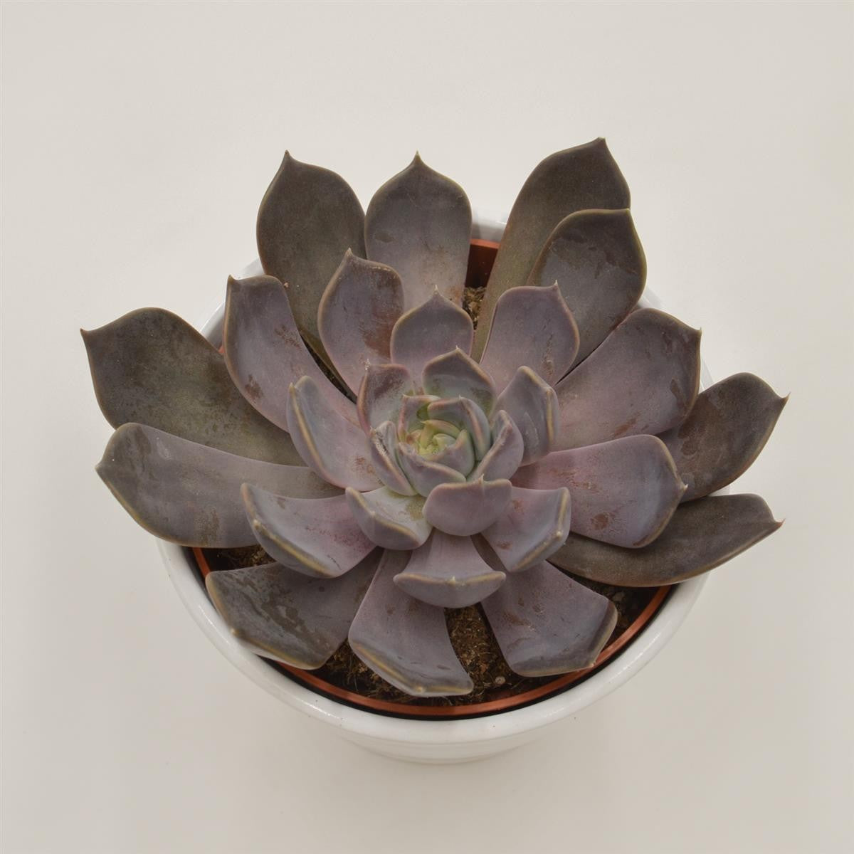 Echeveria Joost - 12cm