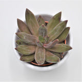 x Pachyveria Izar - 5,5cm