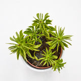 Peperomia dolabriformis - 10,5cm