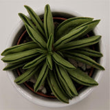 Peperomia dolabriformis Green Spark - 6cm