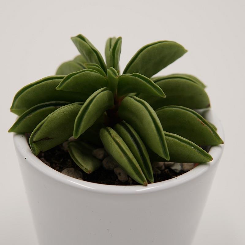 Peperomia dolabriformis Green Spark - 6cm