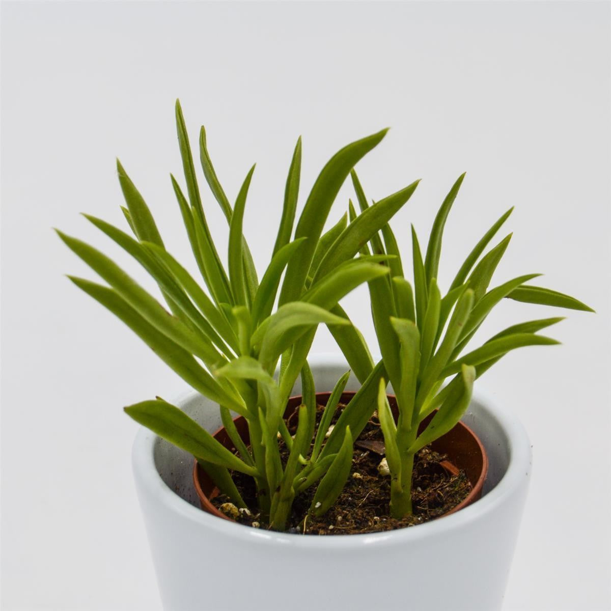 Peperomia Happy Bean - 5,5cm