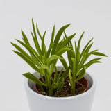 Peperomia Happy Bean - 5,5cm