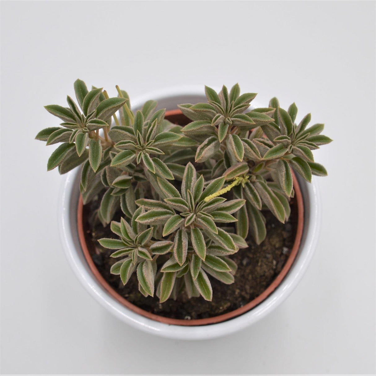 Peperomia asperula - 10,5cm