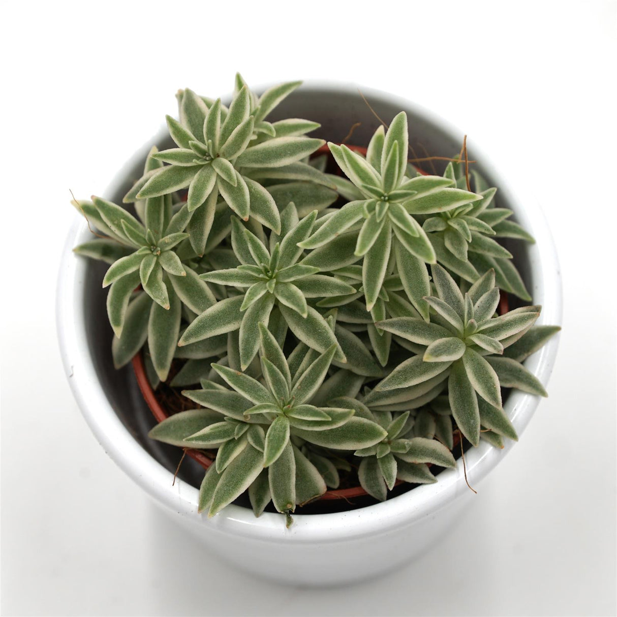 Peperomia Sprinkle - 5,5cm