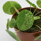 Pilea peperomioides Mojito - 13cm