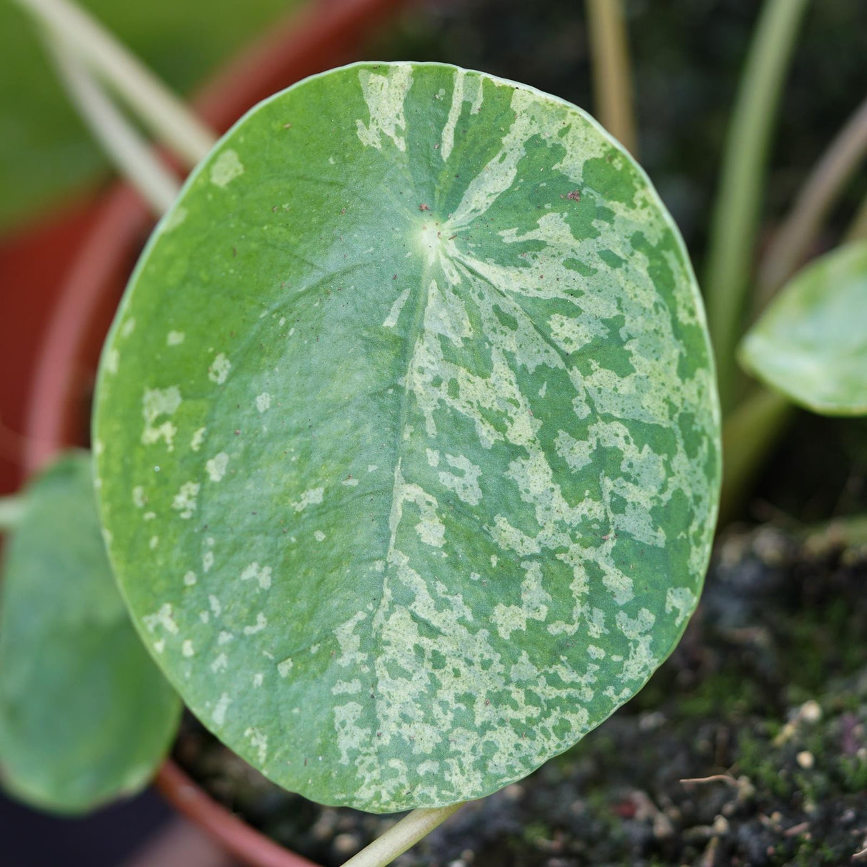 Pilea peperomioides Mojito - 13cm