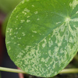 Pilea peperomioides Mojito - 13cm