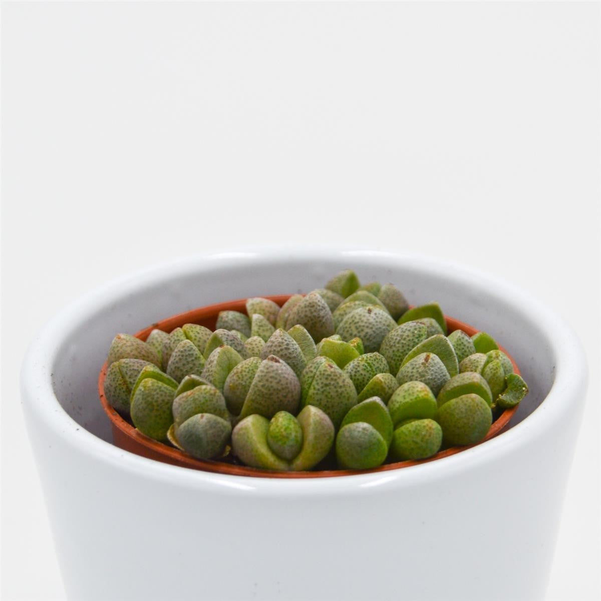 Pleiospilos nelii Mini - 5,5cm