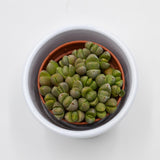 Pleiospilos nelii Mini - 5,5cm