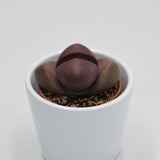 Pleiospilos nelii v. rubra - 5,5cm