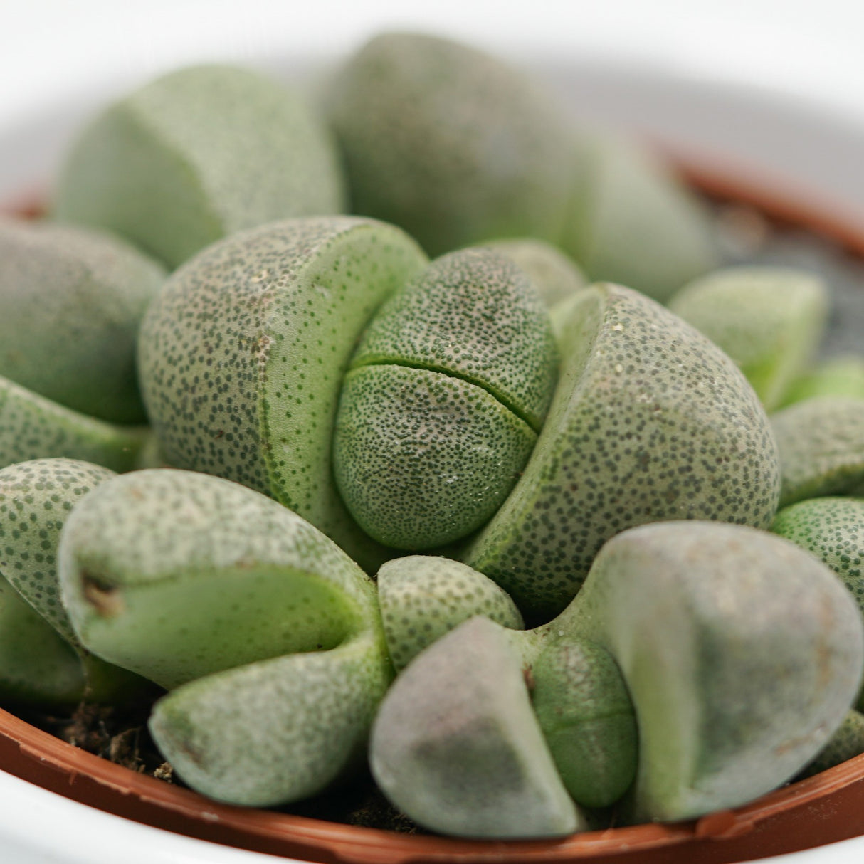 Pleiospilos nelii - 8,5cm