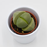 Pleiospilos nelii - 5,5cm