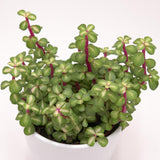 Portulacaria afra mediopicta - 10.5cm