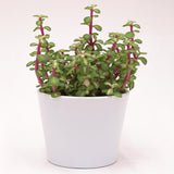 Portulacaria afra mediopicta - 10,5cm