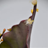 Rhipsalis pachypetera - 12cm