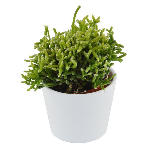 Rhipsalis cereuscula - 6cm