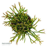 Rhipsalis clavata - 6cm