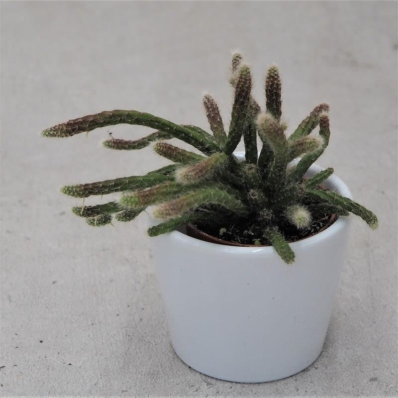 Rhipsalis pilocarpa - 5.5cm