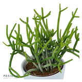 Rhipsalis teres f. heteroclada - 6cm