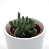 Rhombophyllum nelii - 5,5cm