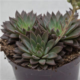 Graptopetalum rusbyi - 10,5cm