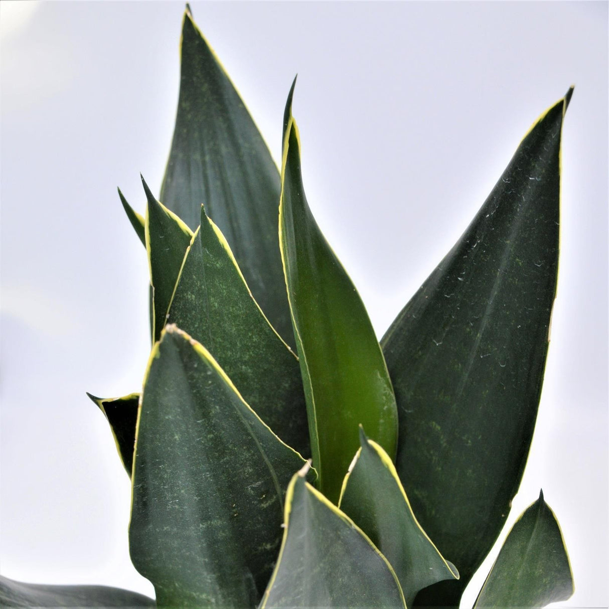 Sansevieria Black Diamond - 12cm