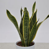 Sansevieria laurentii - 6cm