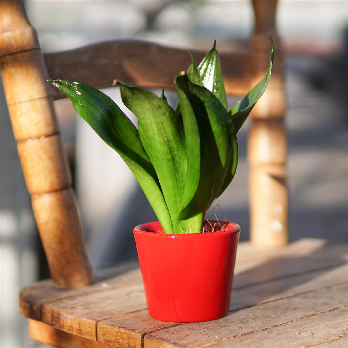 Sansevieria trifasciata Black Jade - 6cm