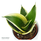 Sansevieria trifasciata Honey Boney - 6cm