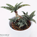 Scilla socialis - 5,5cm