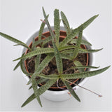 Scilla - 10,5cm