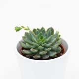 x Sedeveria Blue Elf - 8,5cm