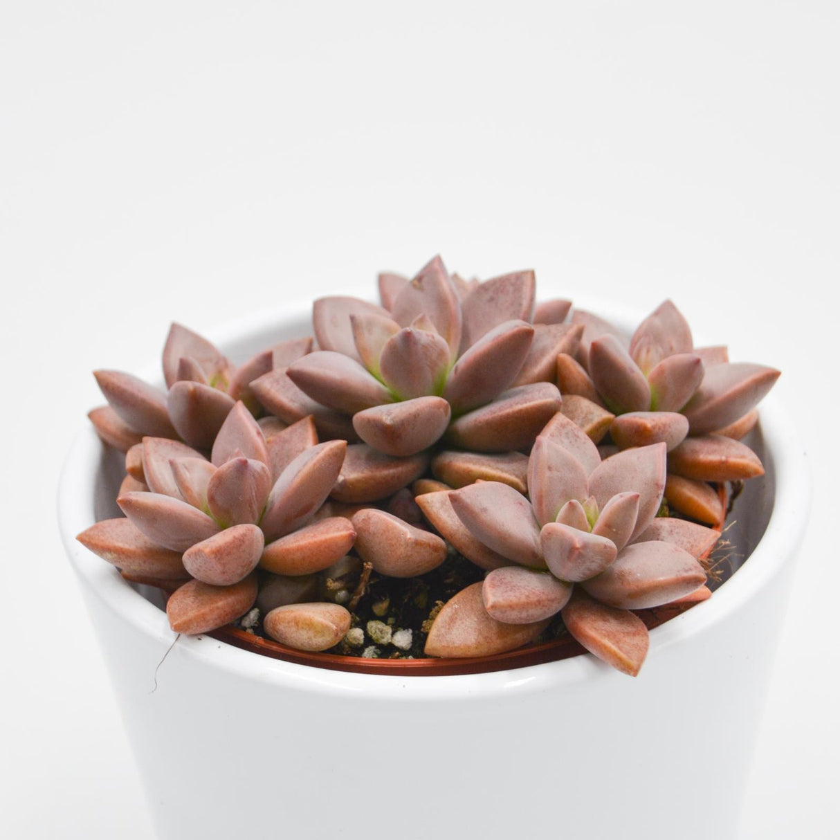 Sedum Bordeauxhart - 8,5cm