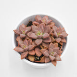 Sedum Bordeauxhart - 8,5cm
