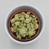 Sedum burrito - 5,5cm