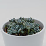 Sedum Cosmic Tom - 8,5cm