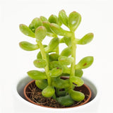 Sedum lucidum - 5,5cm