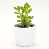 Sedum lucidum - 5,5cm